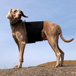 Ceinture lombaire chien